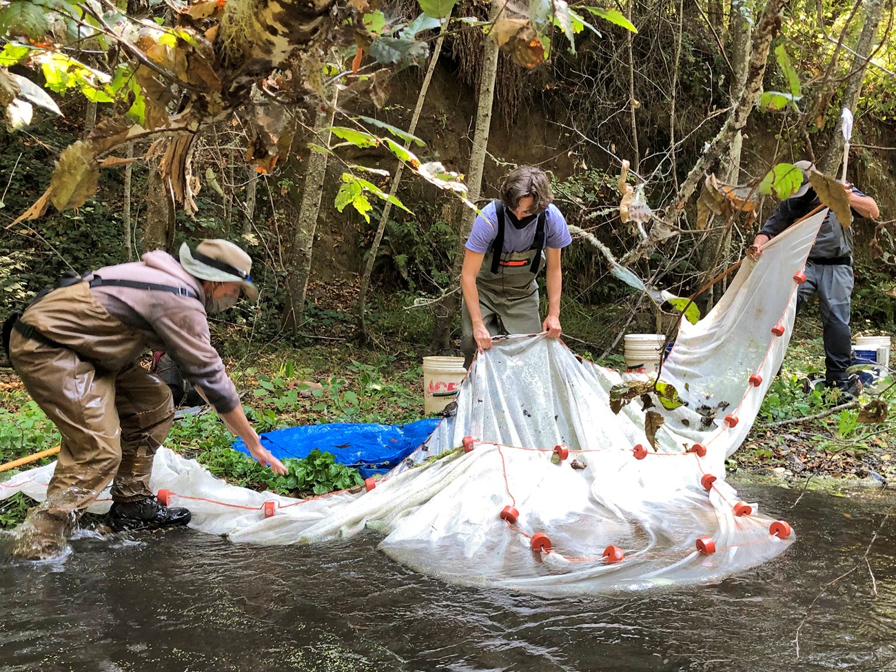 Seining to capture juvenile coho Three people wearing masks and waders lift an enormous seine net out of Olema Creek.