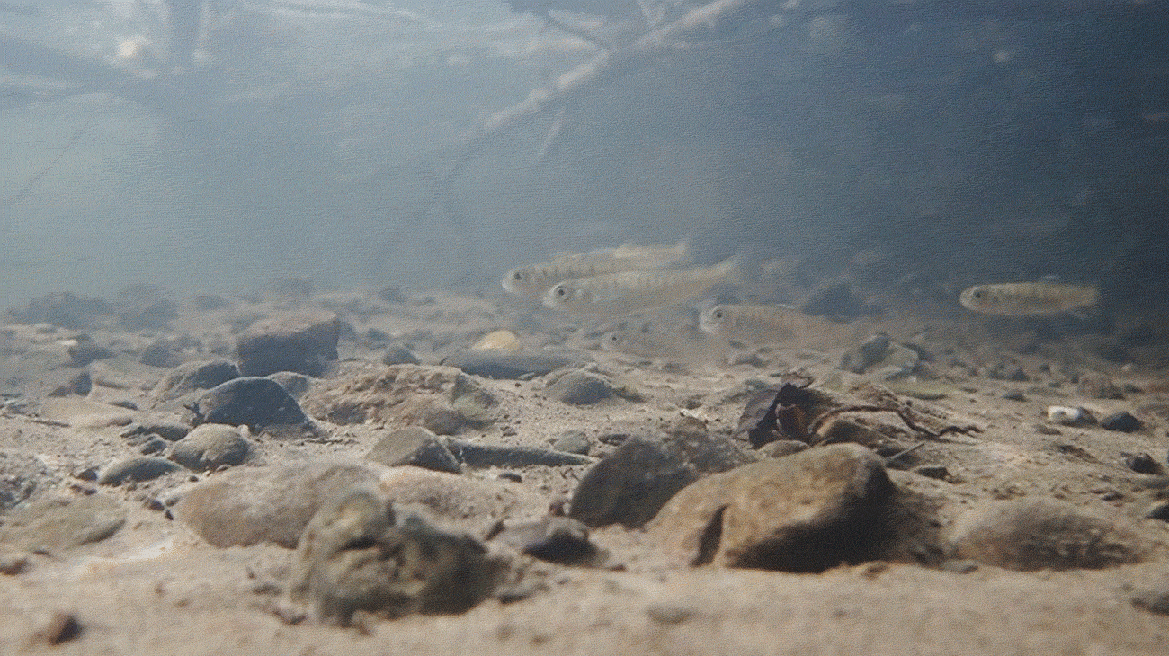 Coho fry GIF of a half dozen tiny fish swim energetically against the current over a rocky, silty streambed. They hold their position as little bits of debris pass them by, fast. Sticks are stuck towards the water's surface above and behind them.