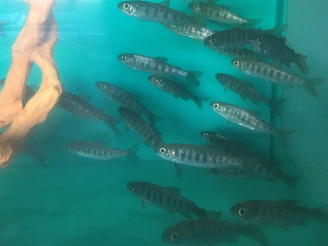 Juvenile coho at the hatchery School of silvery fish in a tank with a branch, looking healthy.