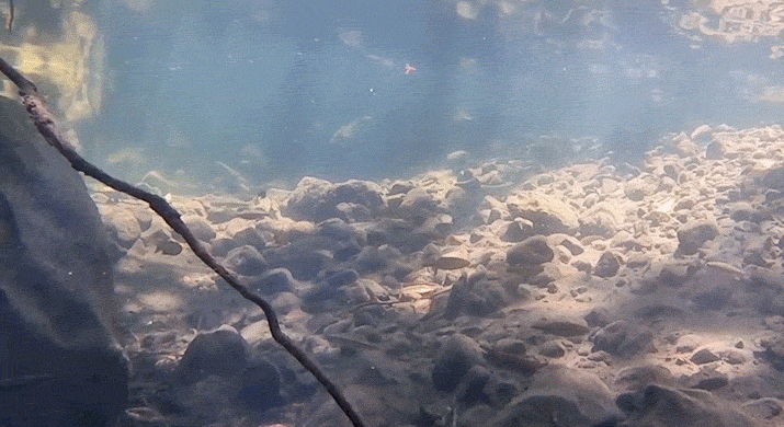 Juvenile fish in Olema Creek Snorkeler's view of numerous juvenile fish swimming around in a shallow, rocky section of creek.