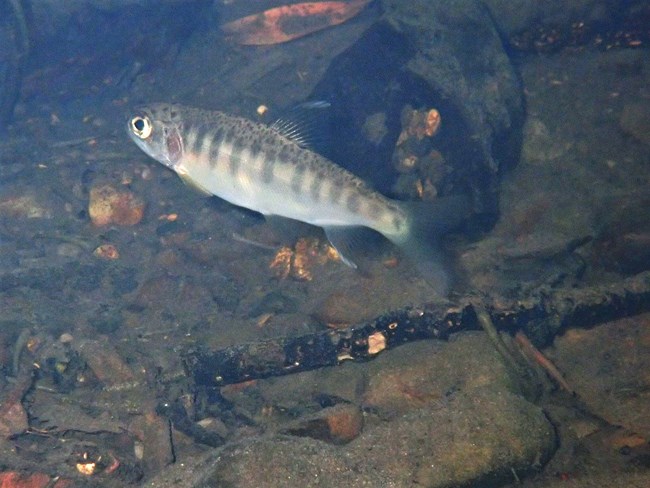 Juvenile coho A small silvery fish with black stripes and large eye swimming.