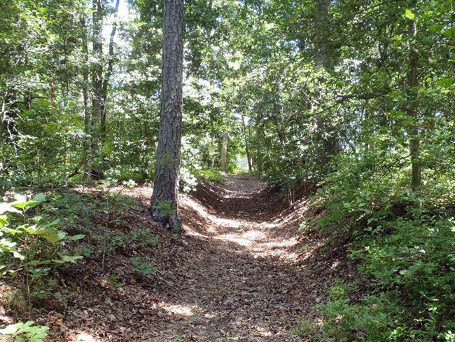 The sunken bed of the now abandoned historic farm road stretches through the site’s western woods.