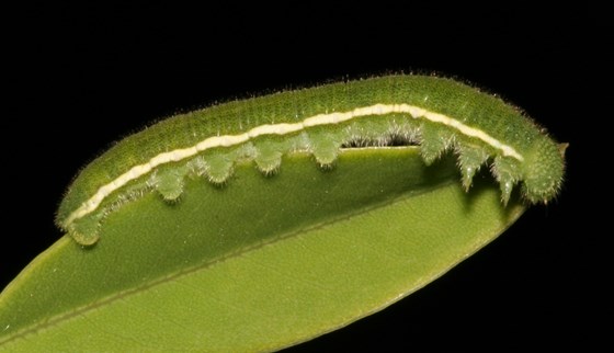 Green caterpillar with white stripe along its side.