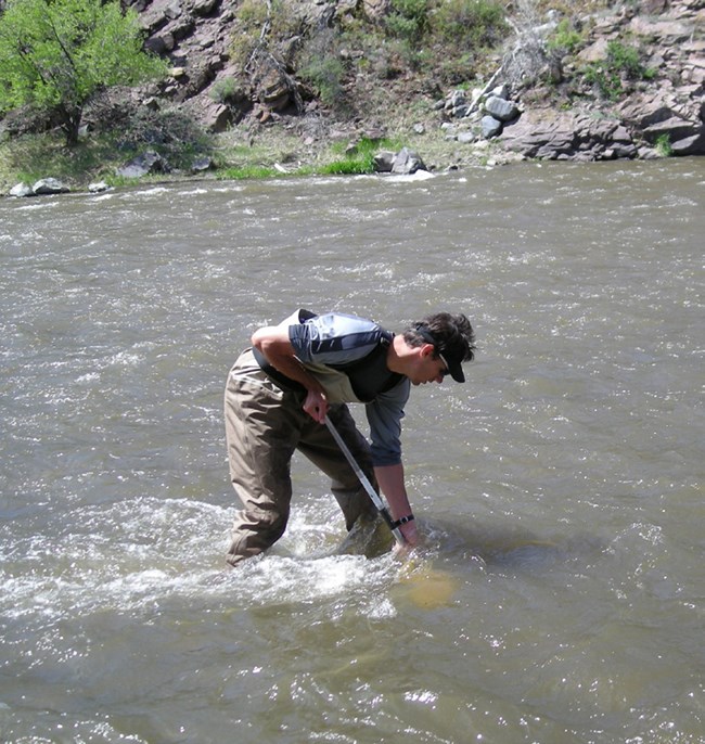 Collecting aquatic insects Man in waders stands in knee deep river holding a net underwater.