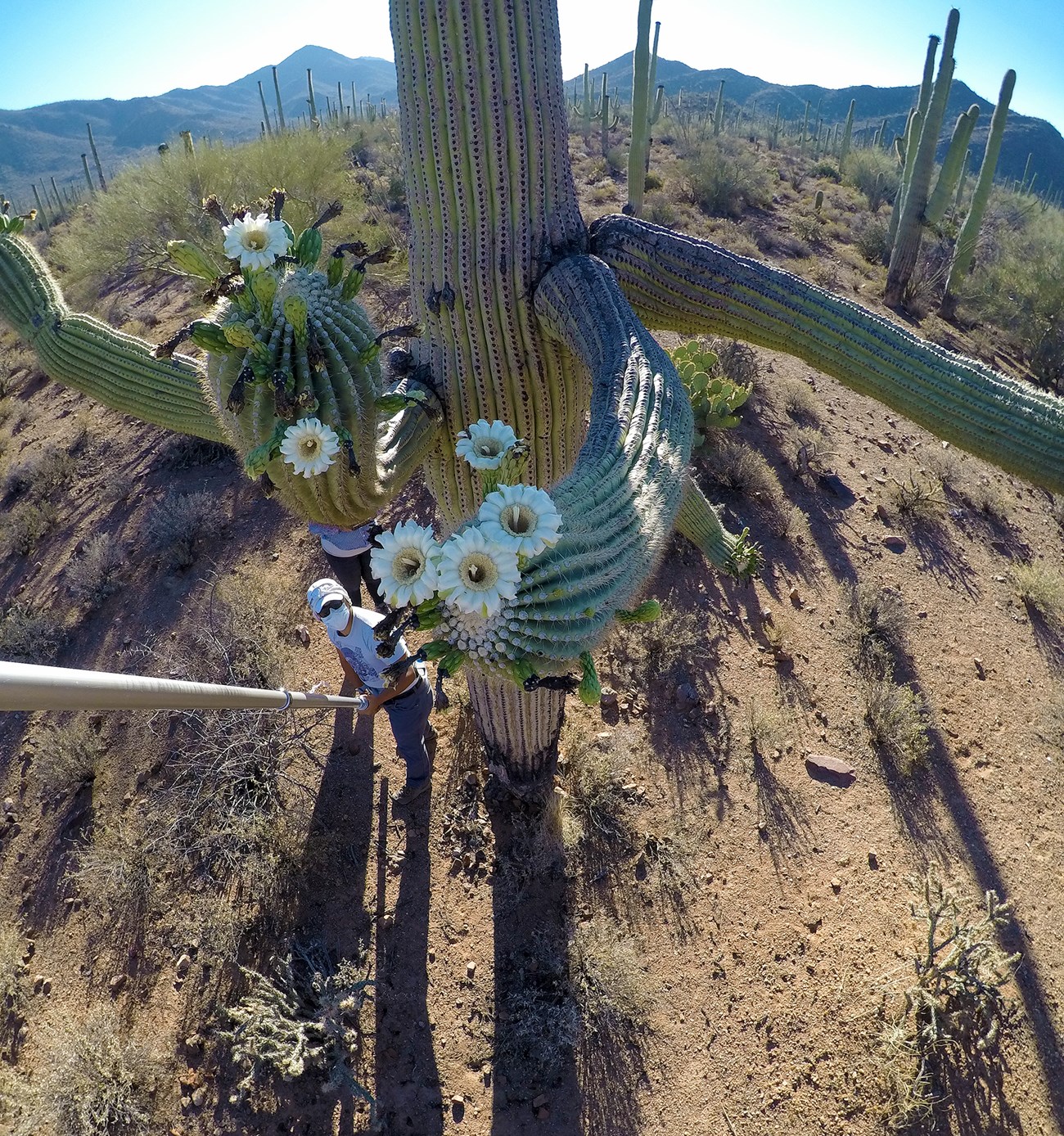 View from above a tall, flowering saguaro cactus where a man is looking up holding an instrument