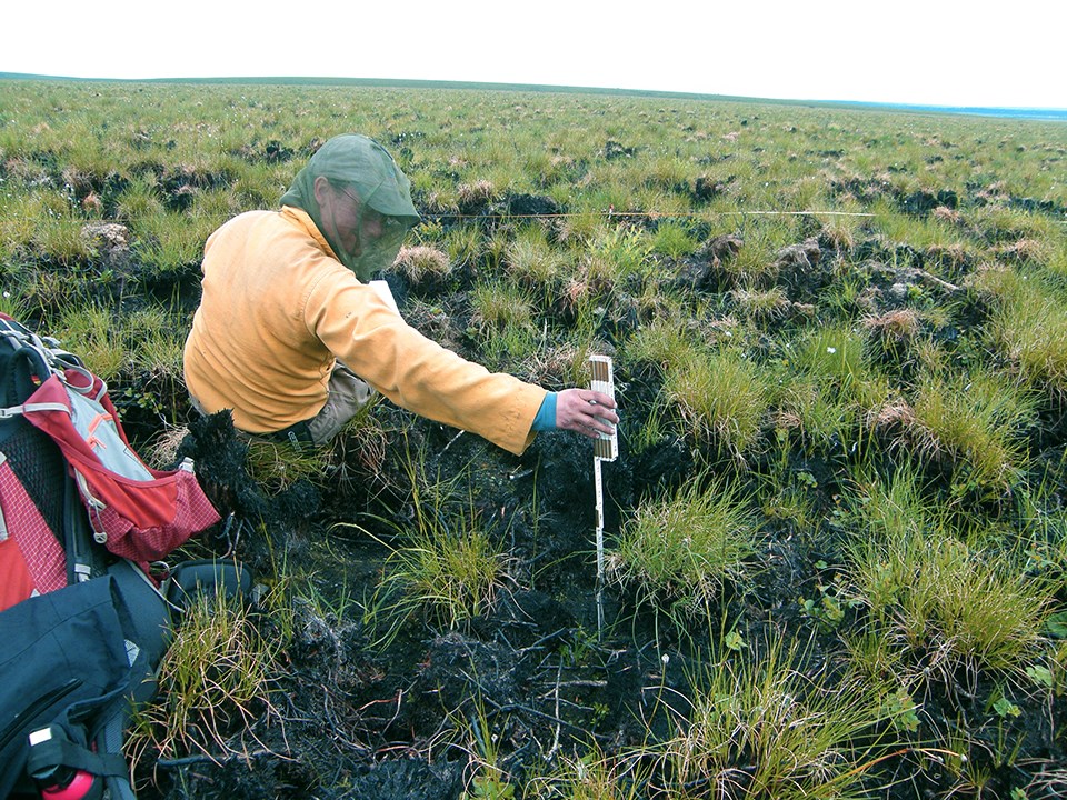 Image of a Fire ecologist inserting a soil depth gauge into the ground of an open field of grassy tussocks that extends to the horizon