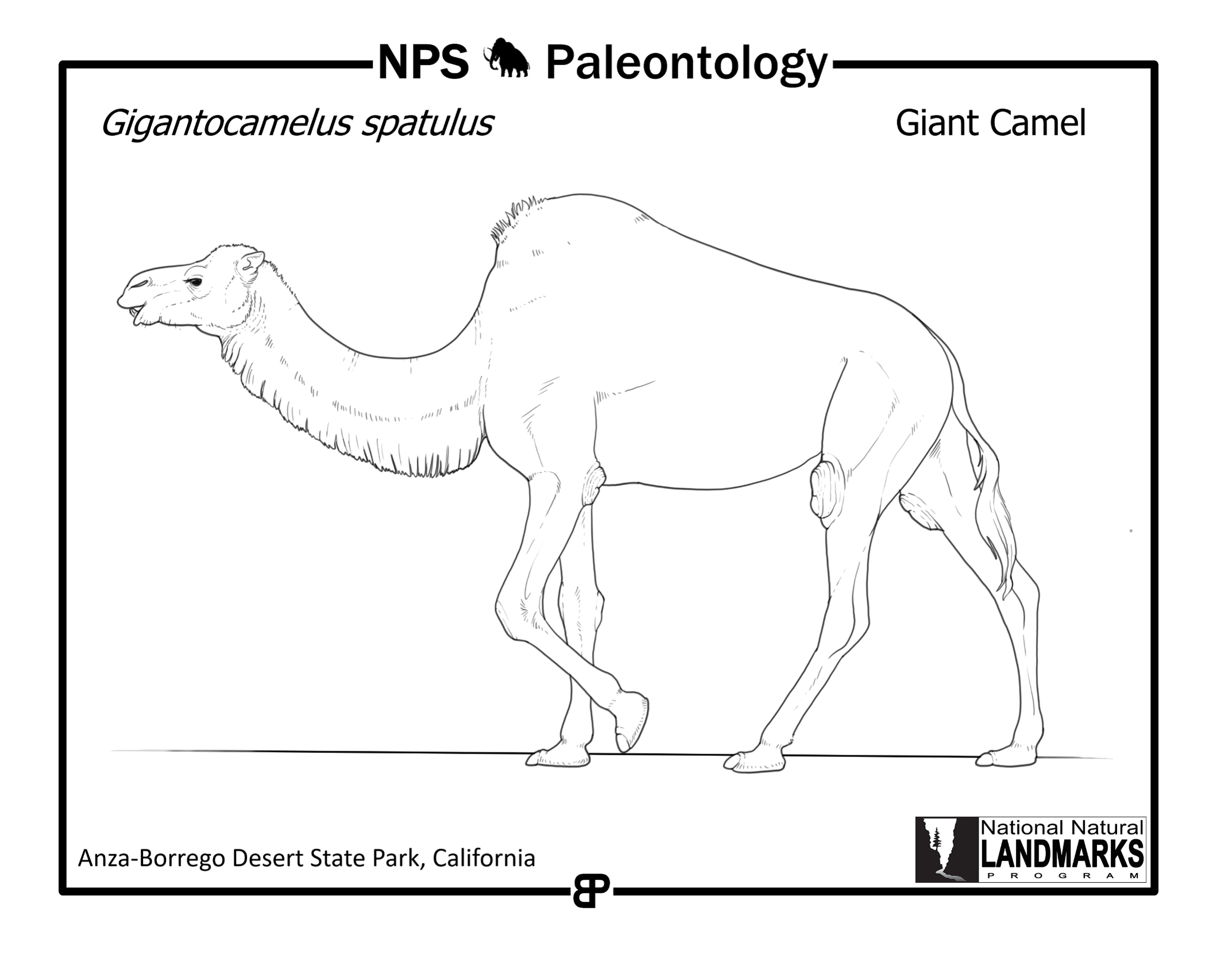 black-and-white line drawing of an extinct camel in profile view walking from right to left.