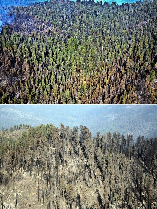 Upper image shows dead giant sequoias on a slope all scorched by high-severity fire, and lower image is an aerial view of mostly green giant sequoias in a lower severity fire area.