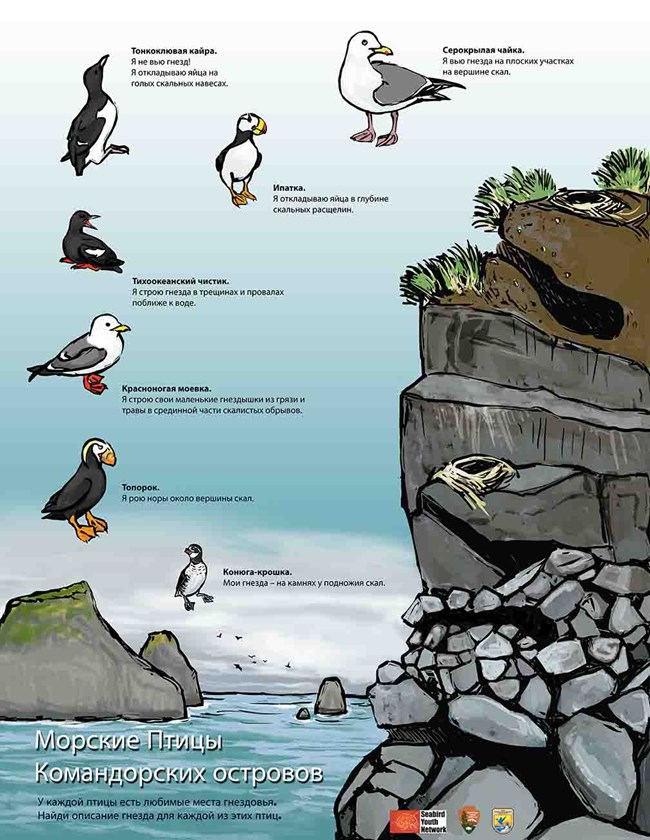 A poster showing seabirds and their habitats.