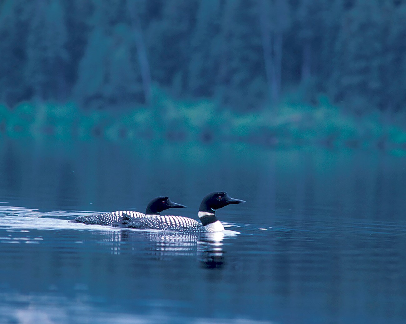 Large black and white birds swimming in a deep blue lake