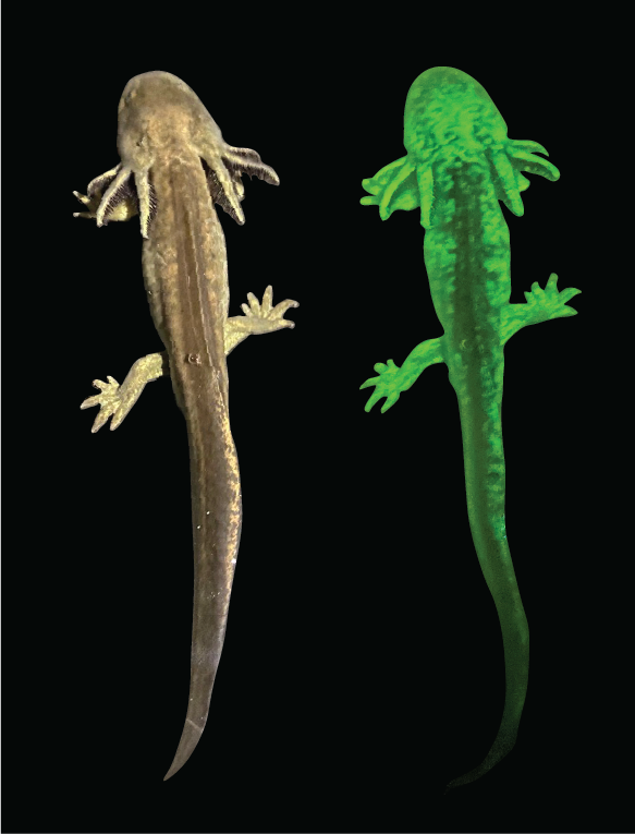 Paired photo of paedomprphic salamander under visible (left) and blue (right) light
