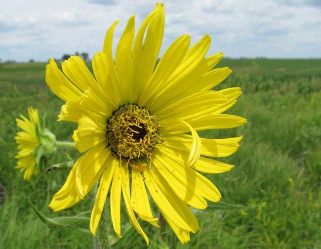 Two yellow flowers in a bright green grassy field