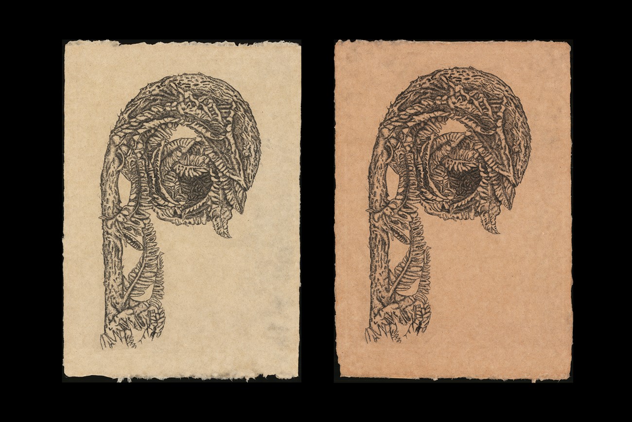 Two images side-by-side of the same illustration of a fern branch on two different types of handmade paper.