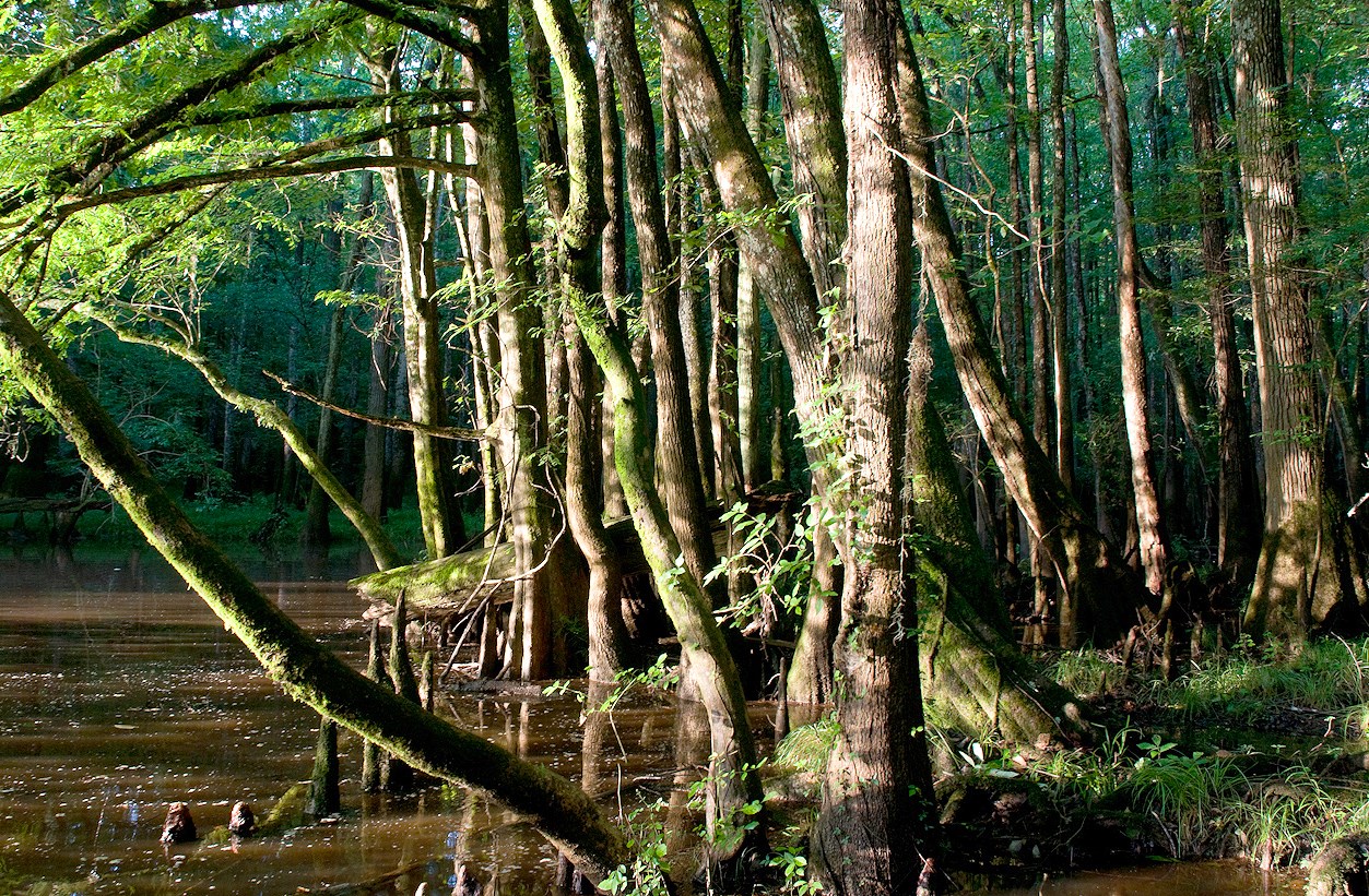 Dark creek lined with leafy green trees