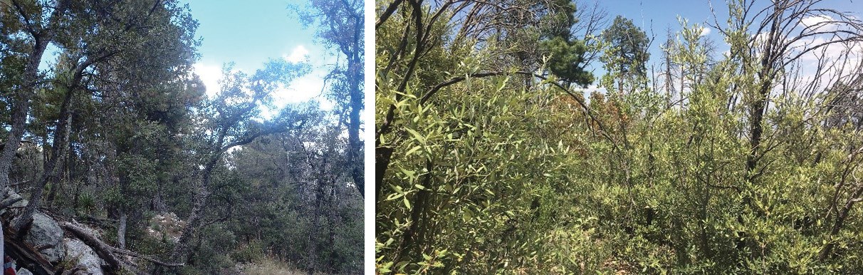 Conifer trees at left. At right, shrubby oaks.