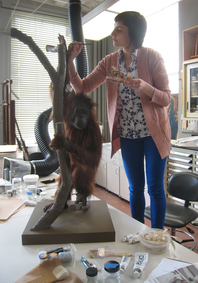 Conservator Fran Ritchie inpaints the Orangutan.
