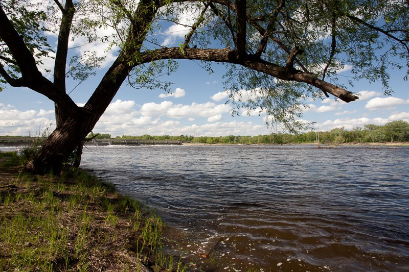 A tree leans over the Mississippi River riverbank near the Coon Rapids Dam.