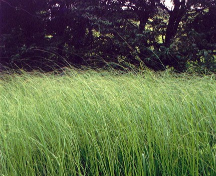 Field of tall grass with woods in background
