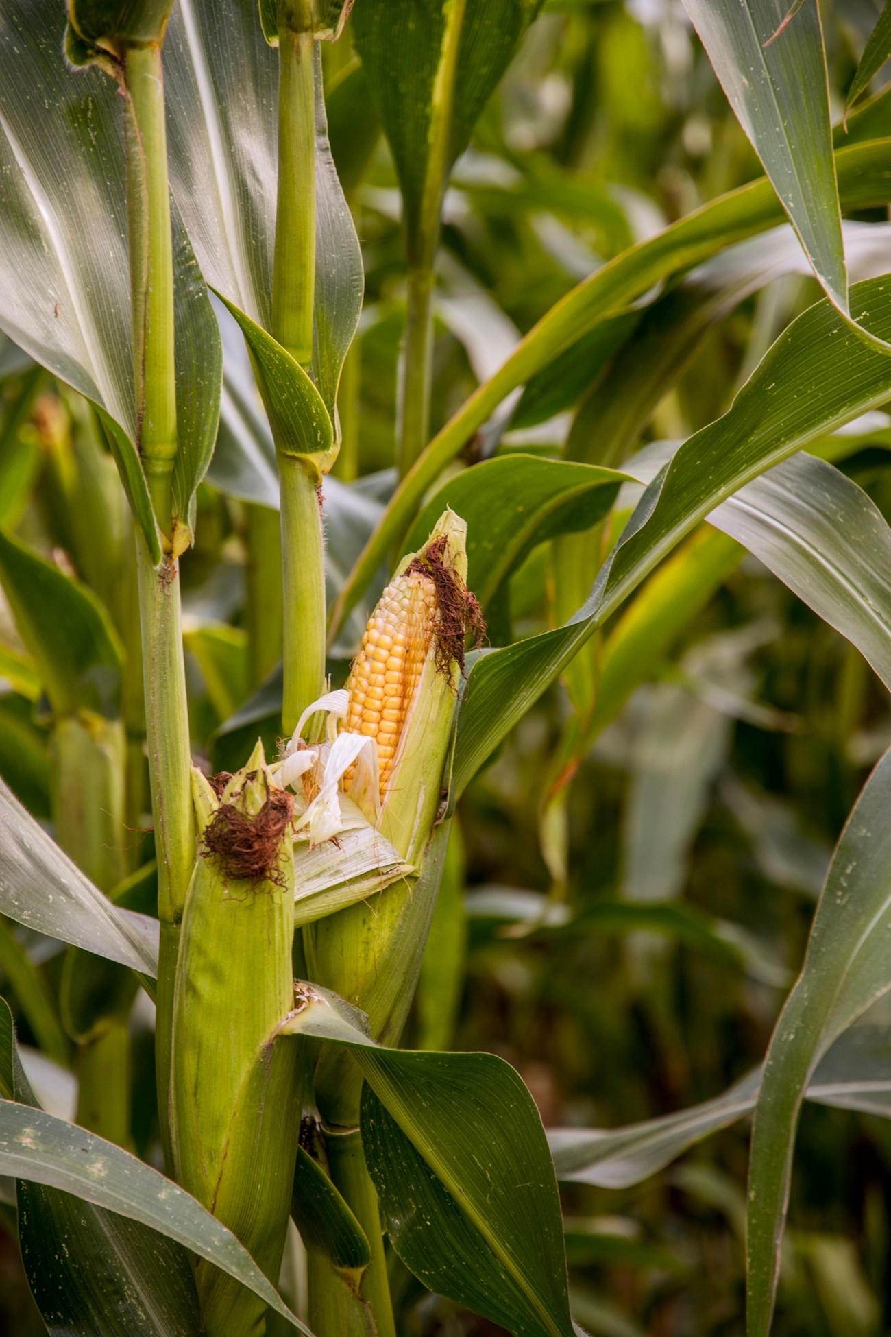 Katherine Volkovski One yellow corn stalk surrounded by green leaves in a field.