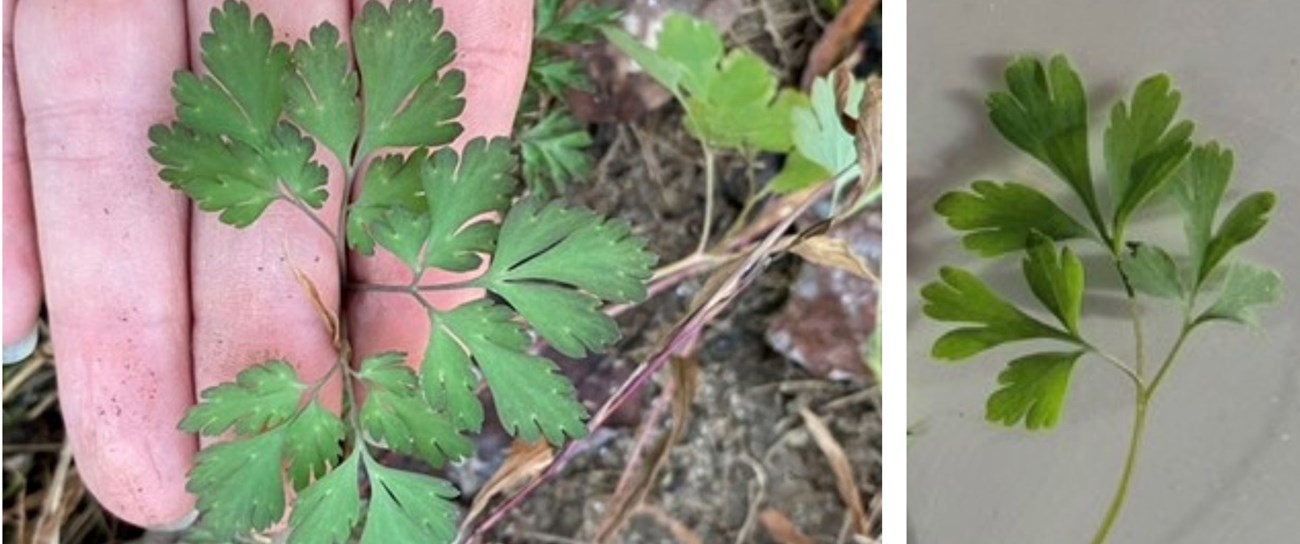 On left fingers hold leaves of invasive Corydalis and on right a leaf of native Corydalis