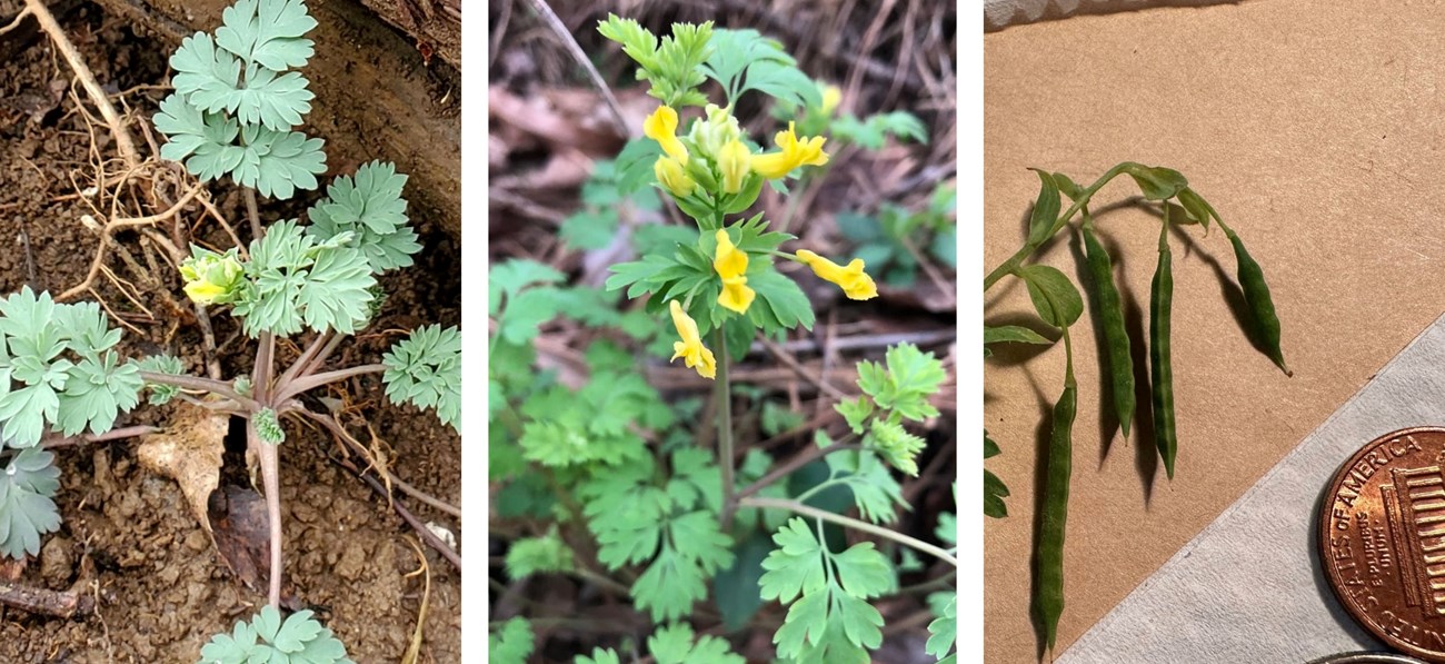 Collage of 3 plant images from left to right showing newly emerging plant, yellow flower stalk, and seed capsules next to penny.
