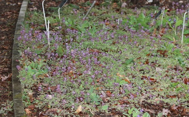 low growing plants with small purple flowers along a trail edge