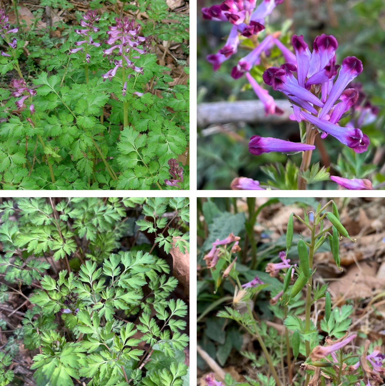 Collage of 4 plant photos showing clockwise from upperleft the leaves, flowers, seedpods, and leaves of incised fumewort