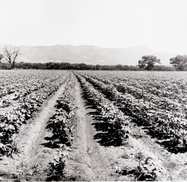 Cotton Rows in Maricopa County Black and white photograph of Rows of cotton with mountains in the background in Maricopa County.