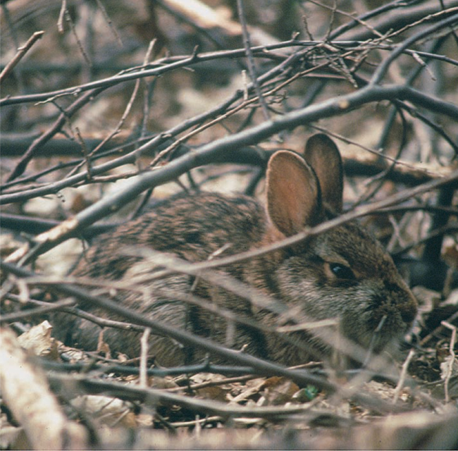 New England Cottontail surrounded by branches.