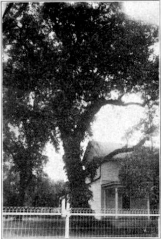 Historic photo of a large oak tree.