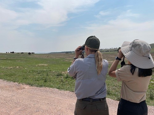 Counting Bison at Wind Cave two women looking at the bison herd through their binoculars