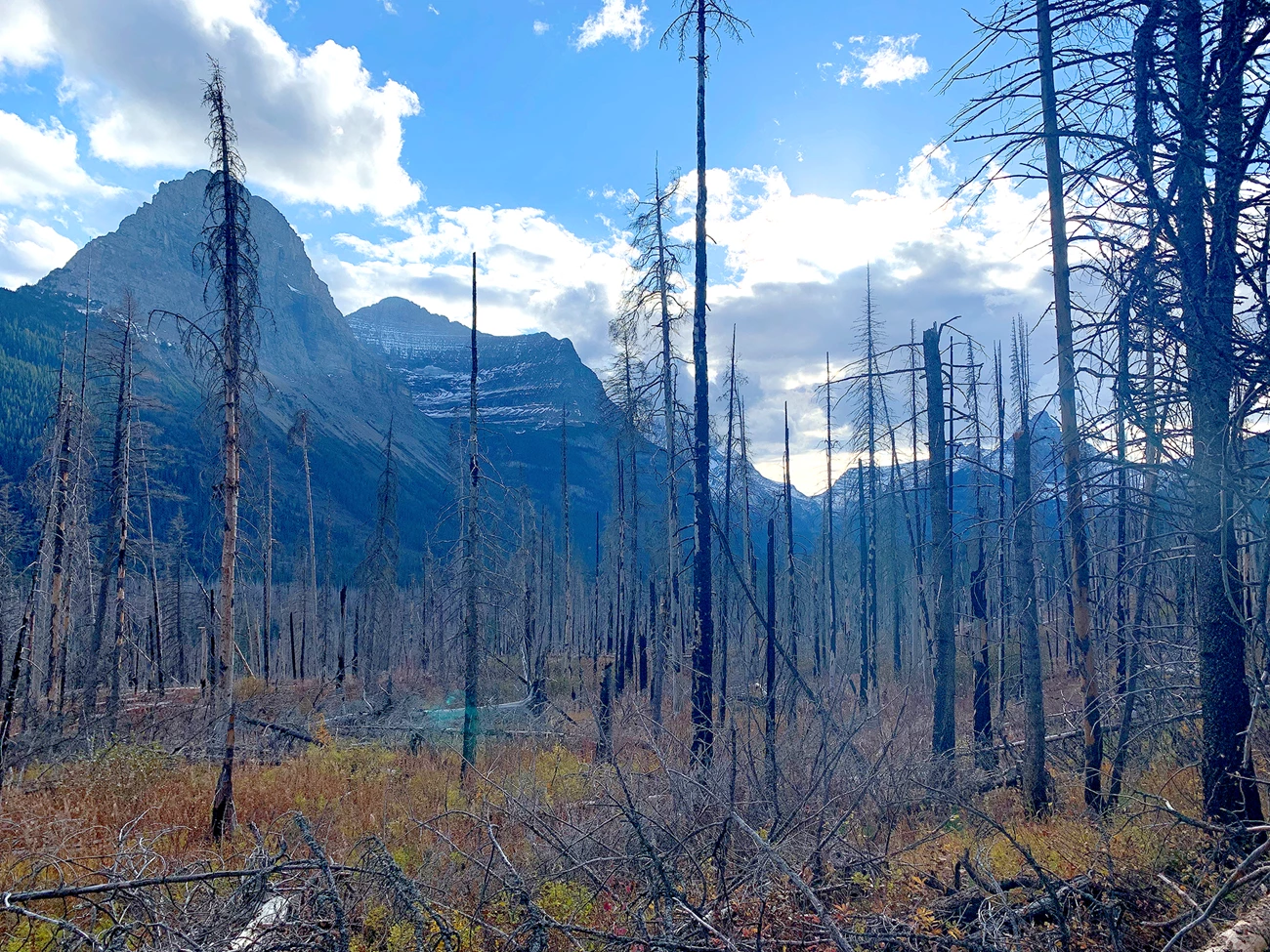 Glacier National Park after a fire Bare, blackened tree trunks blanket the landscape, with Glacier's iconic, jagged peaks towering in the background.