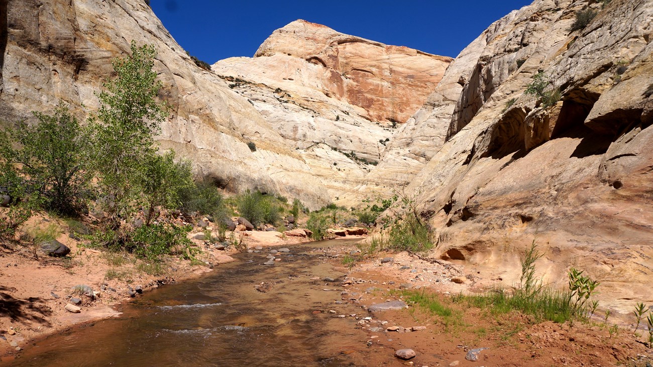 A shallow stream flows through a narrow desert canyon with tall, layered sandstone walls rising on both sides. Green shrubs and small trees line parts of the sandy banks, and the sky above is clear and deep blue.