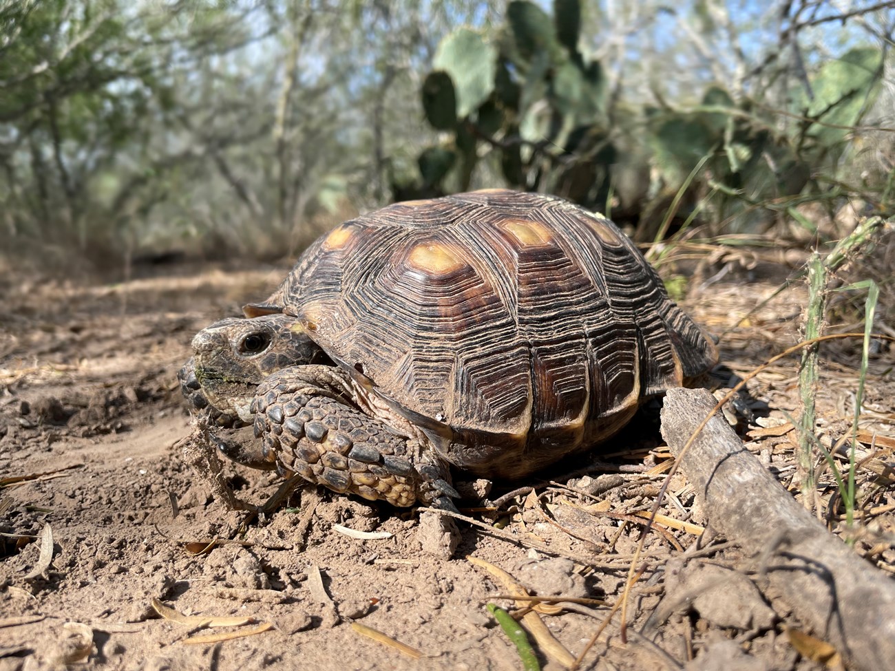 Closeup of turtle on the ground
