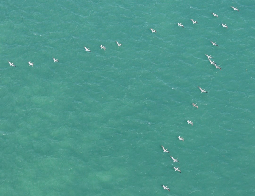 Brown pelicans Aerial photo of birds flying in a triangle over water