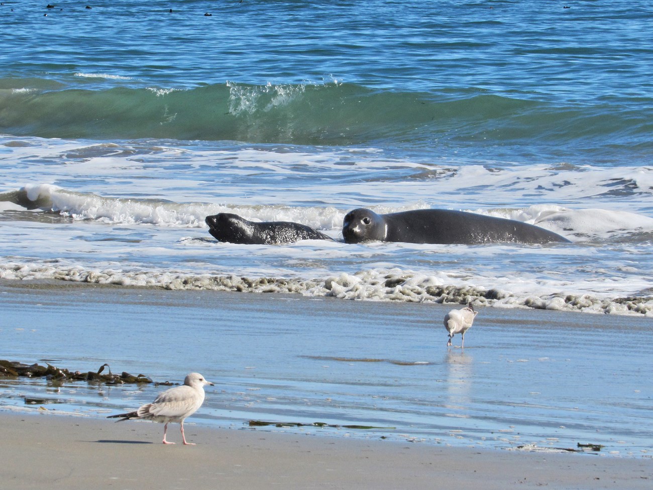 Female elephant seal with her pup in calm surf on a bright sunny day.