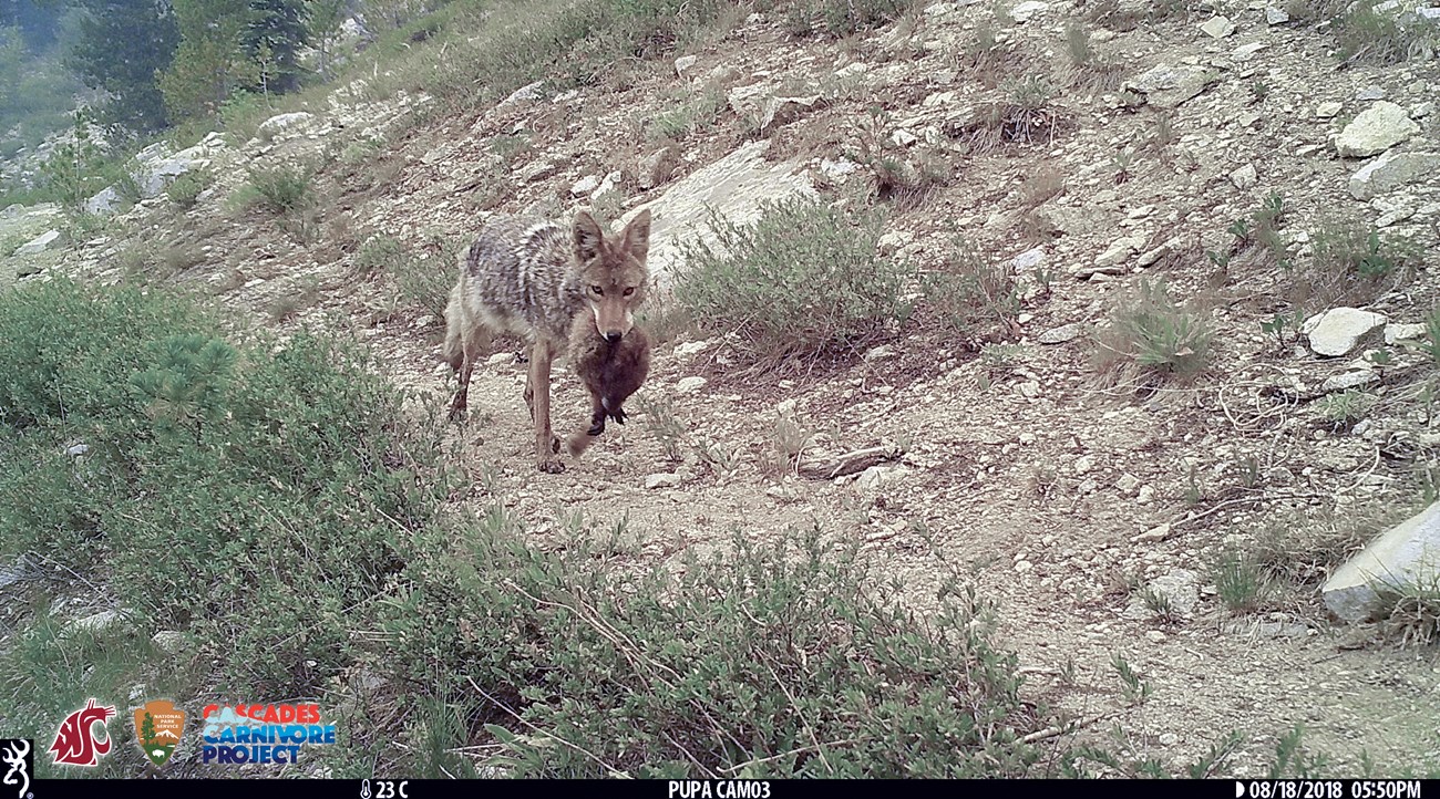 A coyote walks along a trail toward camera, with ears forward and a brown furry animal with black feet in its mouth. Trail camera watermark at bottom reads 23C, PUPA CAM03, 08/18/2018 05:50PM