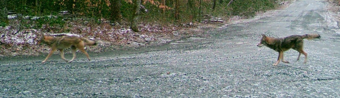 Two coyotes walking across the road in the middle of a forest.