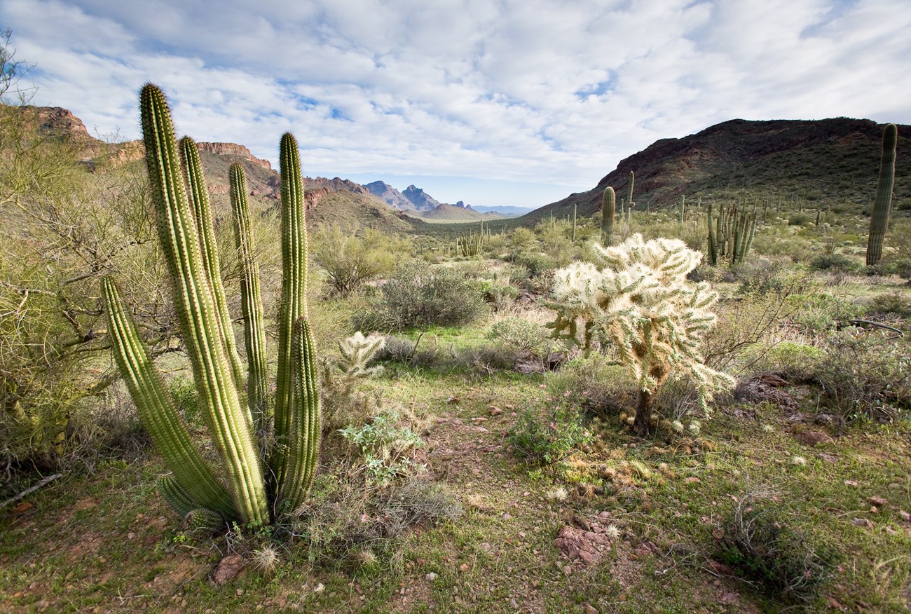 Views from Ajo Mountain Drive Organ pipe cactus at Ajo Mountain Drive viewpoint