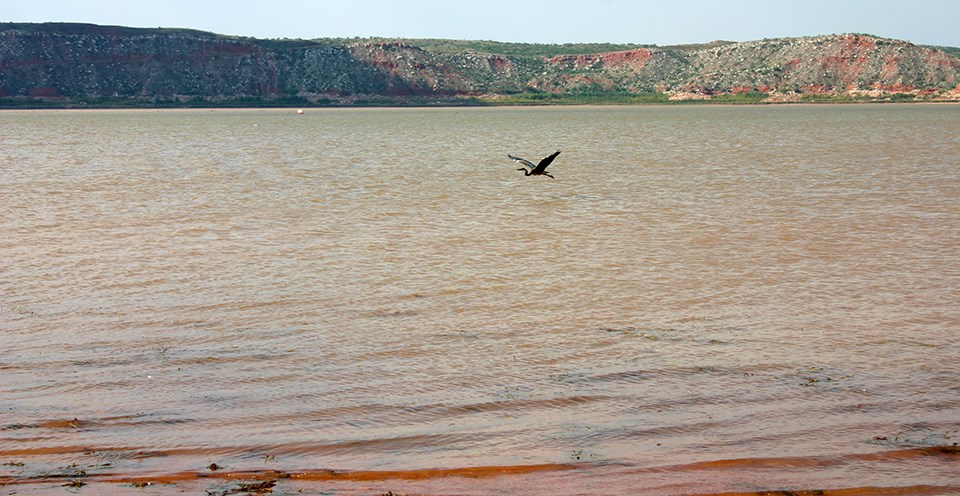 Lake Meredith A crane flies low over reddish-brown water.