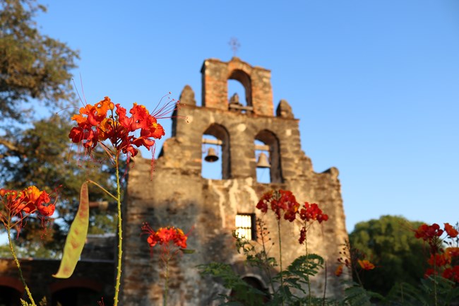 Bright red flowers in foreground with Mission Espada limestone church facade in background