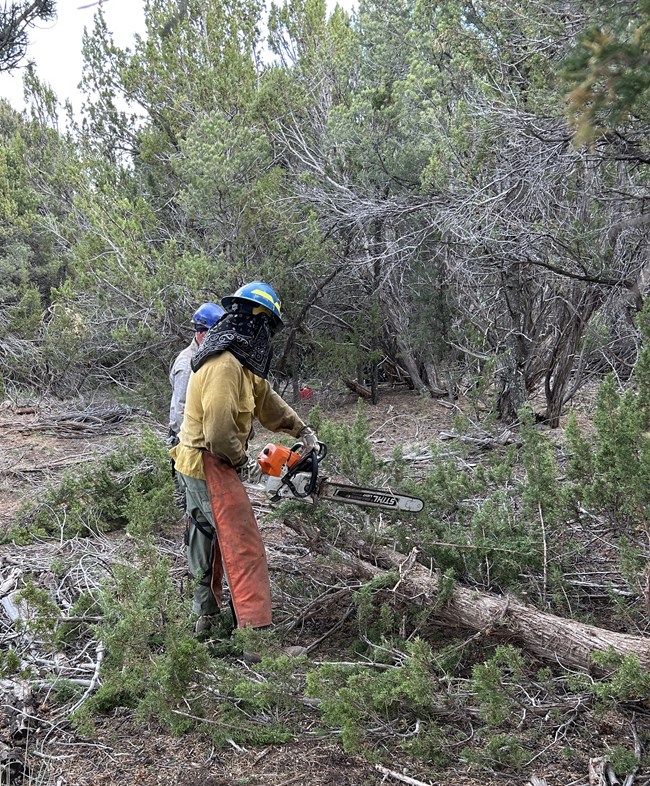 Crews removed hazardous fuels from archeological sites - trainee A firefighter, dressed in a helmet, shroud, wildland firefighting clothes, and chaps holds a chainsaw over a fallen tree being cleared from a clearing in the brush. Another firefighter, standing behind the first coaches the firefighter on saw use