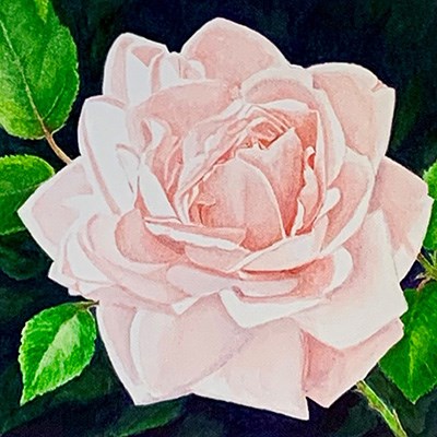 A watercolor rendering of a rose in full bloom.