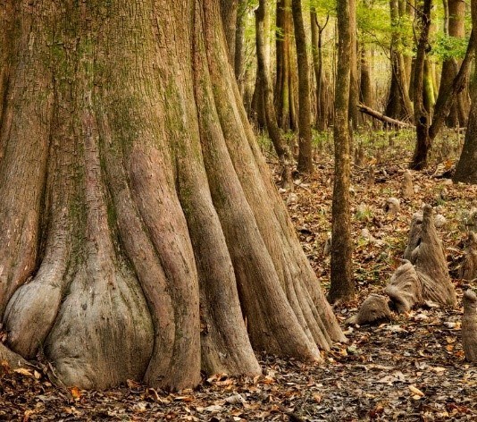 Old tree with very wide trunk stands in brightly lit forest area with other similar trees in background