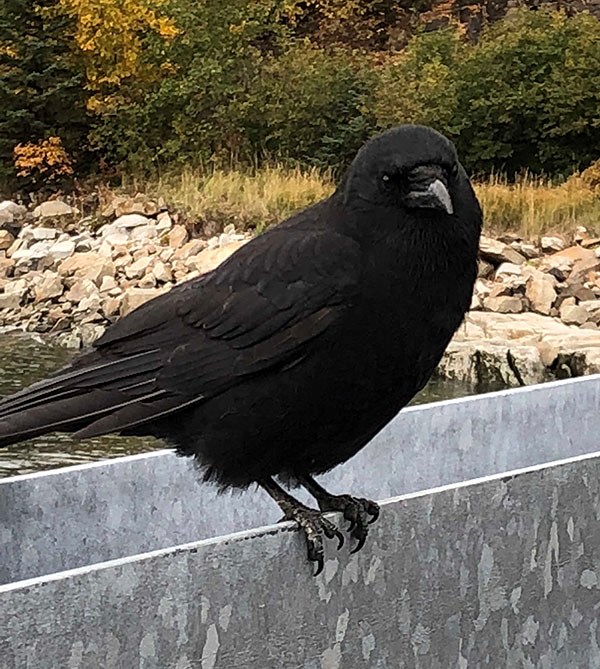 A crow sitting on a metal barrier.