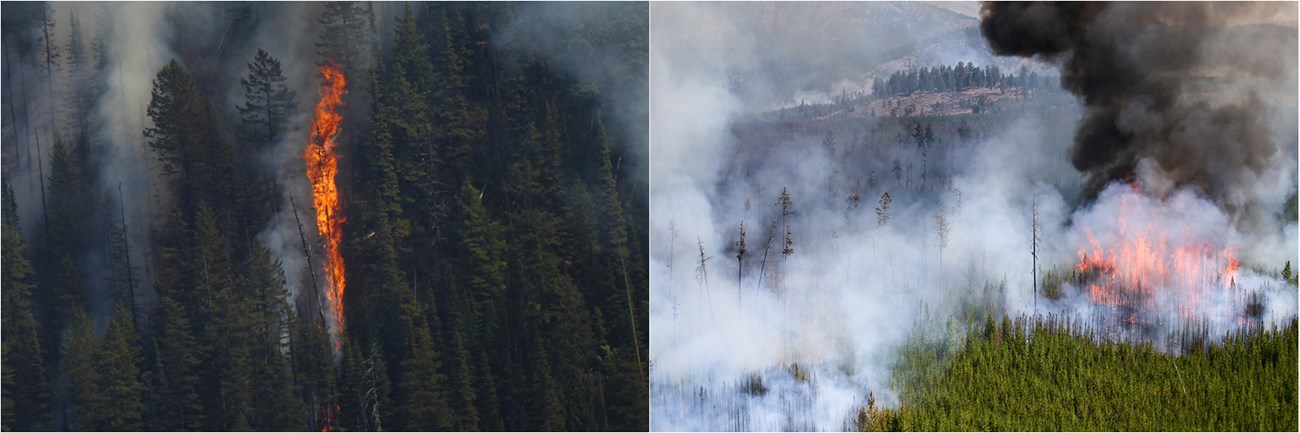 Two images juxtapositioned: Left - isolated tree torching; right - aerial view of fire moving through crowns of trees in a forest.