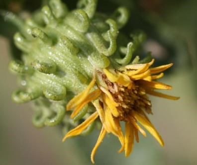 Close up of yellow flower with many slim petals, set inside a cup of green, leaf-like structures.