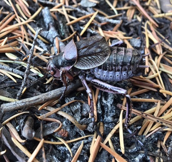 Camouflaged insect among pine needles and other debris on the forest floor.