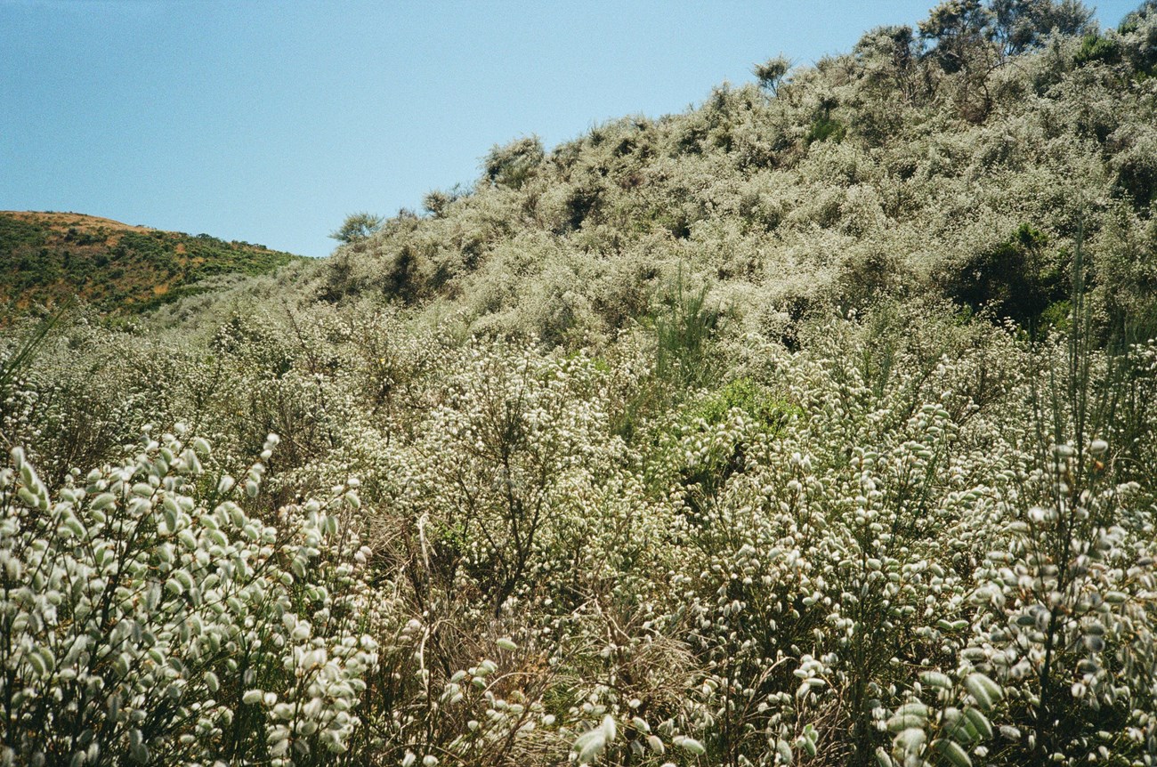 Broom An incredible amount of shrubs, all covered in a white fuzz, dominate the foreground. Behind it a hill dotted in green and a blue sky