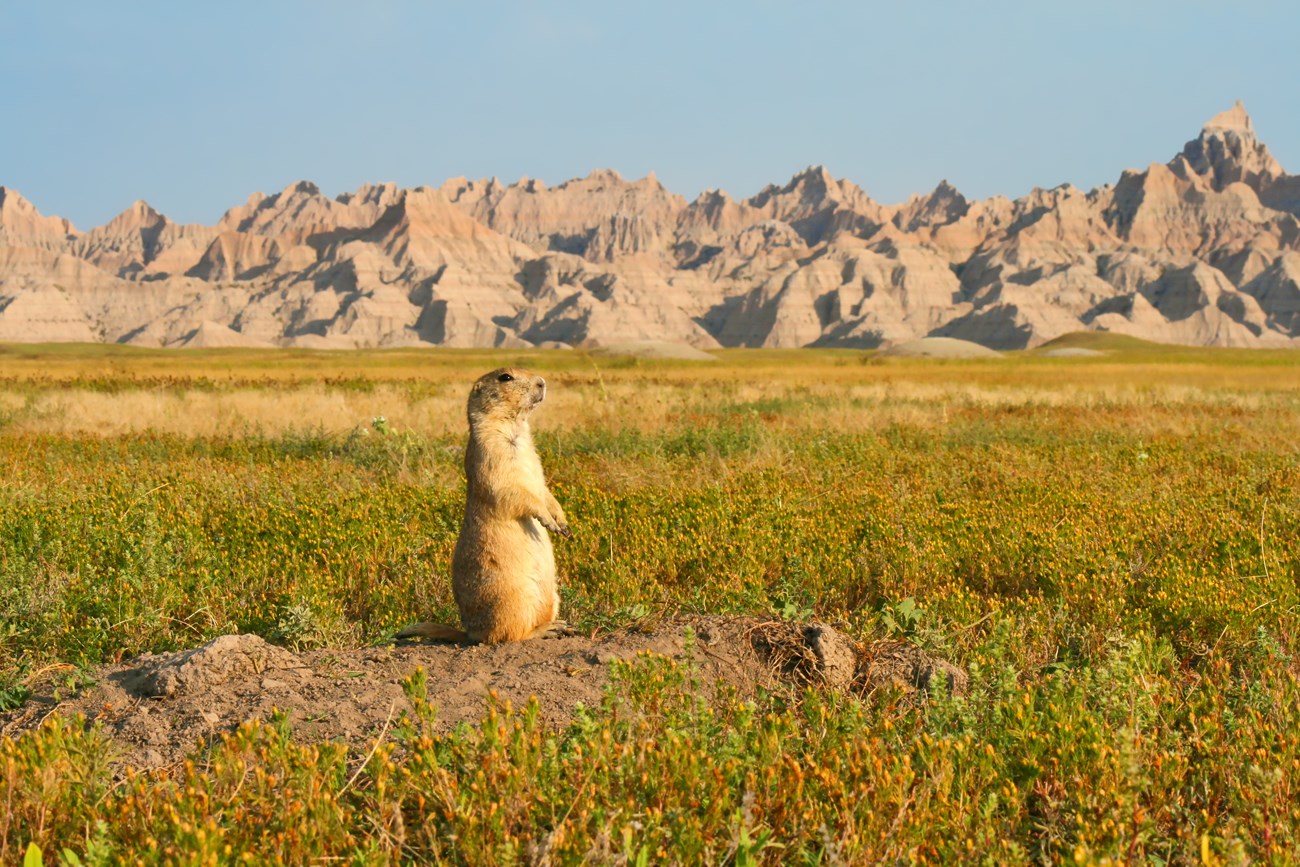 Prairie dog sitting upright on a dirt mound, surrounded by a vast, flat grassland in shades of green and yellow. In the distance, a range of bare, banded peaks rise to meet the hazy blue sky.